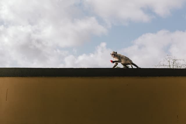 Mono arriba de un techo sorprendido con algo en la mano, al parecer robado.