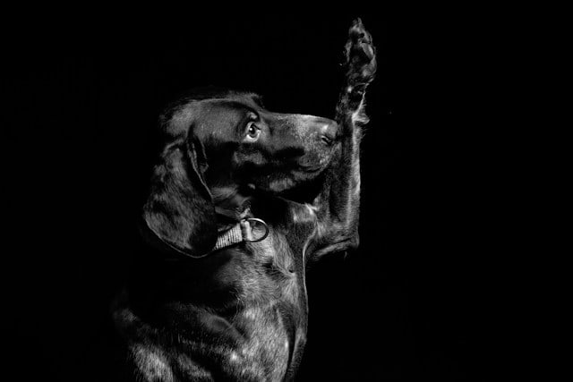 Perro negro levantando una pata en señal de juramento