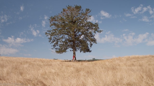 C. S. ordenó indemnización a conductor que quedó tetrapléjico por caída de árbol.