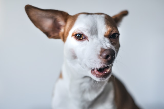 C. A. de La Serena acoge r. de protección y ordena a los recurridos tomar todas las medidas que sean necesarias para evitar o aminorar los ruidos molestos provenientes del ladrido de sus perros.