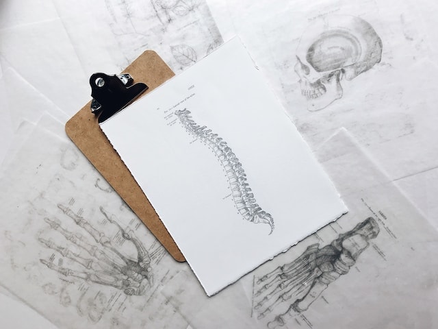 Dibujo de columna vertebral