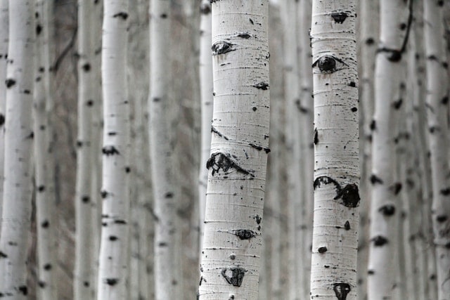 Varios troncos de árboles color blanco con pintas cafés, en un medio ambiental.