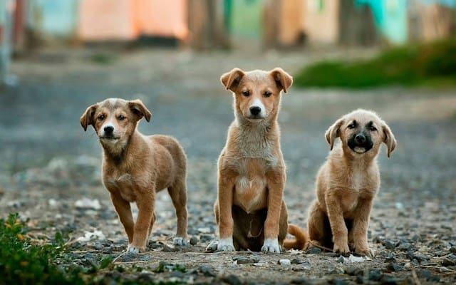 3 perros callejeros abogados chile derecho